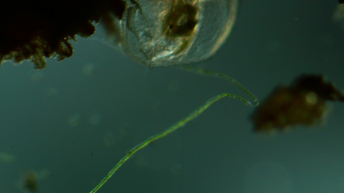 水蚤的显微镜观察微生物