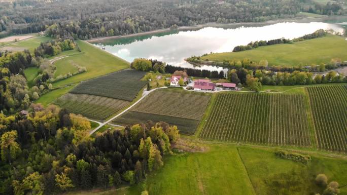 斯洛文尼亚乡村湖边的苹果园