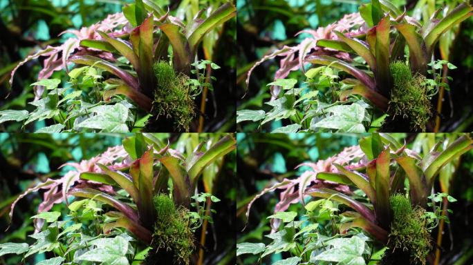 雨林缸造景热带植物观赏 (8)