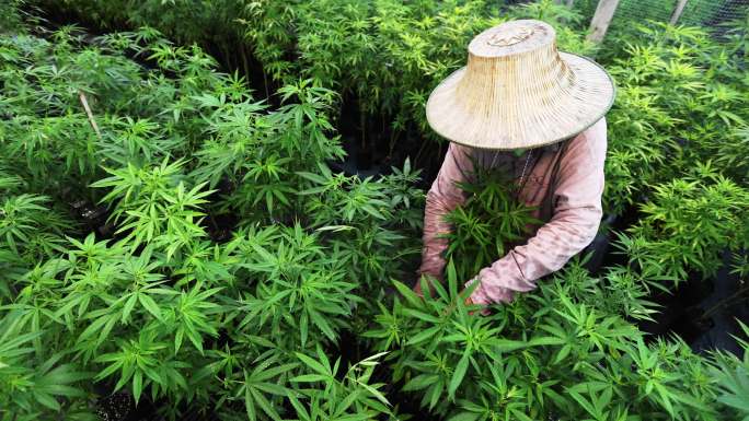 高级农民正在检查大麻植物。研究人员拿了一些大麻芽进行科学实验。大麻生长在温室的高角度视野中。