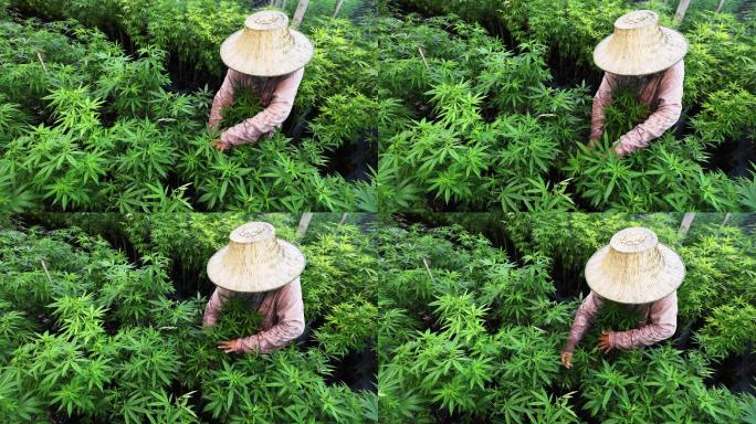 高级农民正在检查大麻植物。研究人员拿了一些大麻芽进行科学实验。大麻生长在温室的高角度视野中。