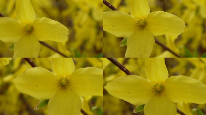 微距花蕊连翘迎春花 (4)