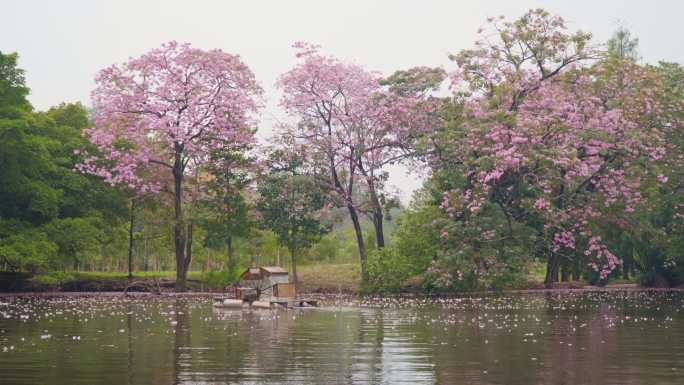 乡村风景：粉色小号树上的粉色花朵正在运河中倒下，运河中有曝气涡轮机来帮助处理废水。具有可持续性的农村