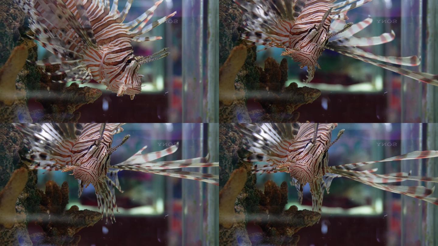 蓑鲉狮子鱼深海鱼类观赏鱼 (7)