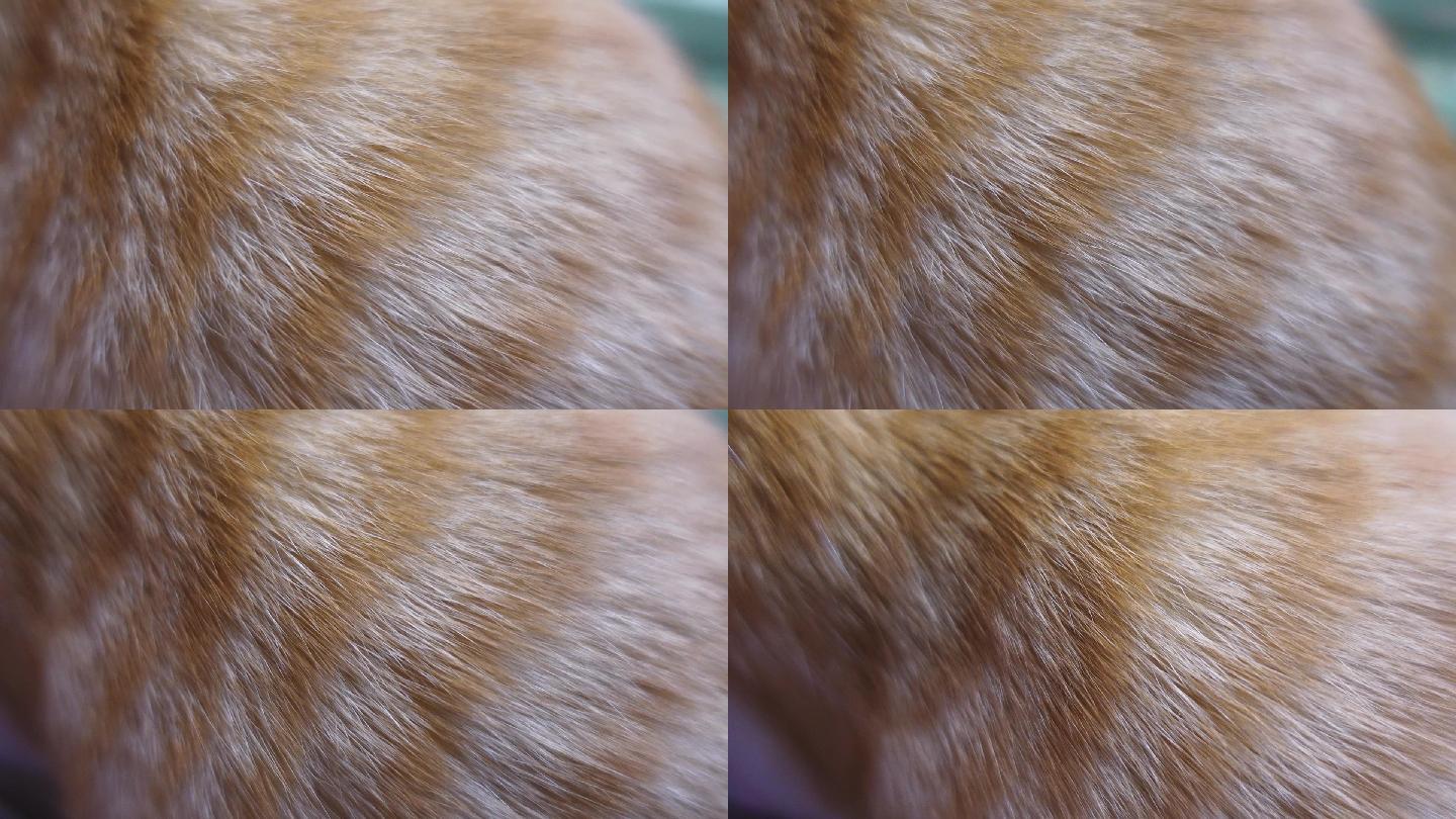 猫咪皮毛，花色花纹