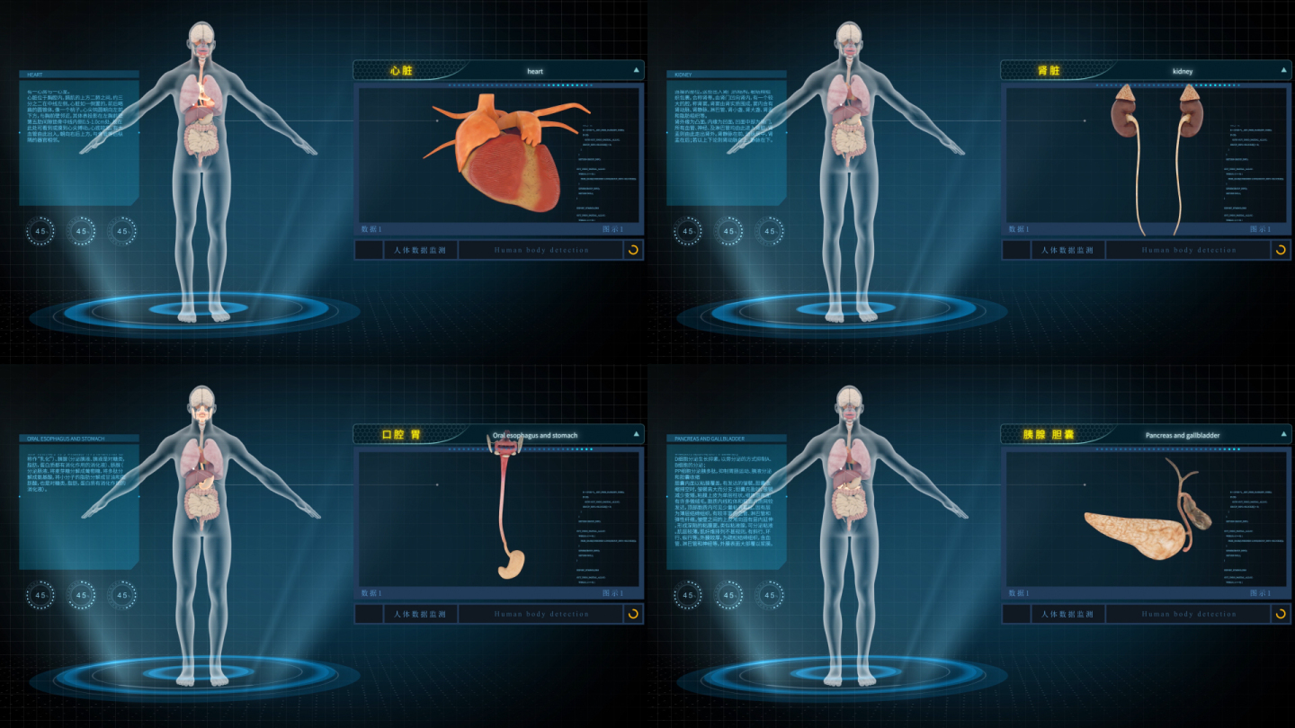 人体器官单独扫描02