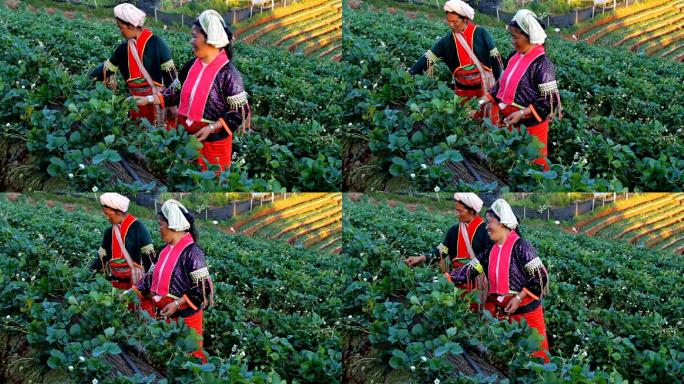 拉祜山部落女子采摘修剪种植草莓