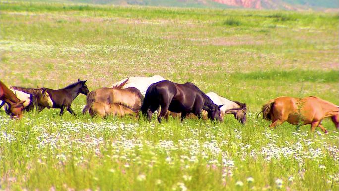 呼伦贝尔 奔跑马群 养殖场 牧业 牧场
