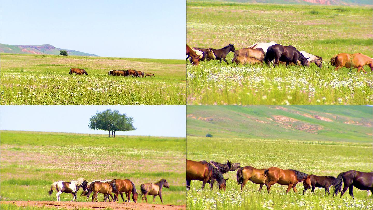 呼伦贝尔 奔跑马群 养殖场 牧业 牧场