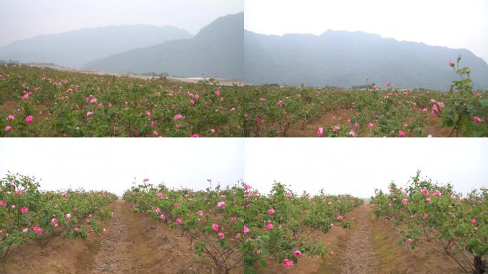 玫瑰花田，玫瑰种植基地实拍1080P