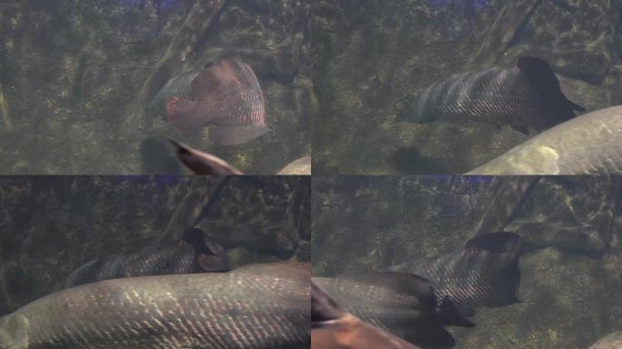 深水恐惧症巨骨舌鱼水下 (7)