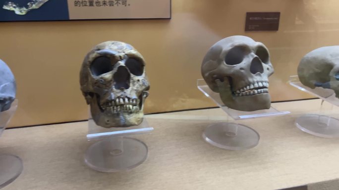 山顶洞人北京人猿人骨骼化石 (8)