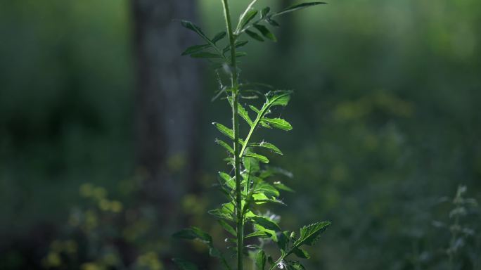 一束光照在植物上