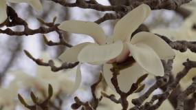 盛开的白色玉兰花花瓣花朵 (2)视频素材