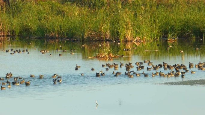 湿地中的鸭子和滨鸟