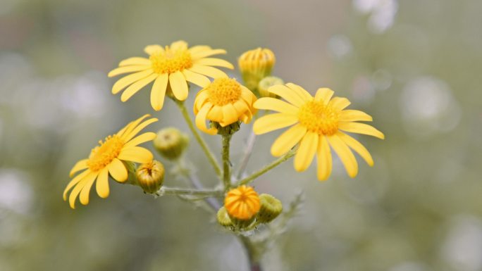 黄色的春天野花。野菊花大自然艺术空境