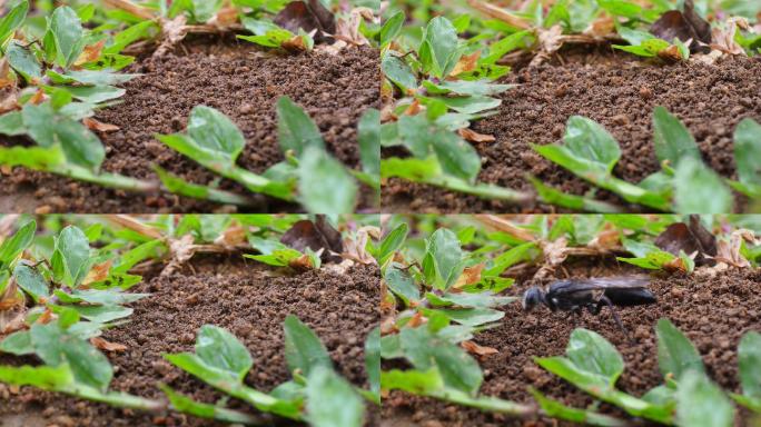 黄蜂在挖洞小吃泥土爬行