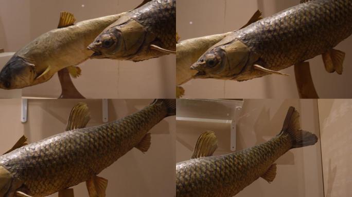 鱼类标本鱼类雕塑雕像 (1)~1