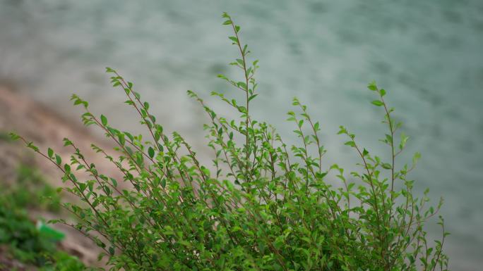 河边小草随风飘动