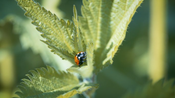 一只瓢虫在植物上爬行的特写镜头