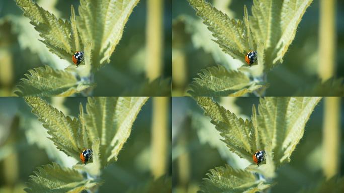 一只瓢虫在植物上爬行的特写镜头