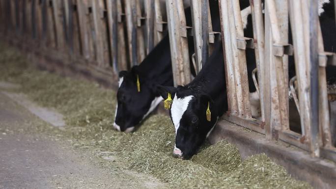 生态奶牛养殖场空镜合集