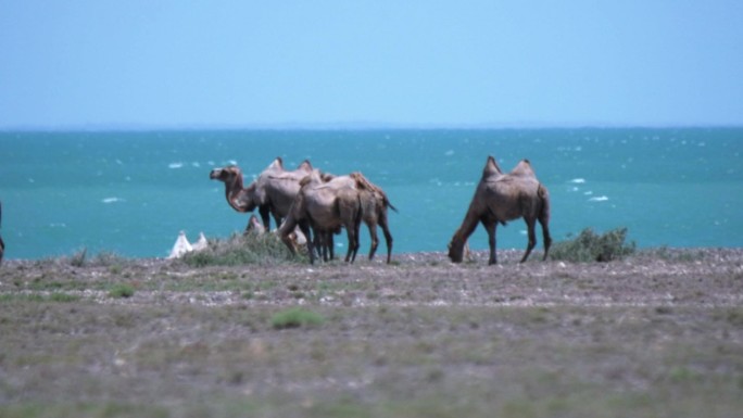 炎热夏日热浪涌动骆驼