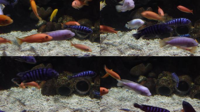 养鱼三湖慈鲷水族鱼缸 (1)