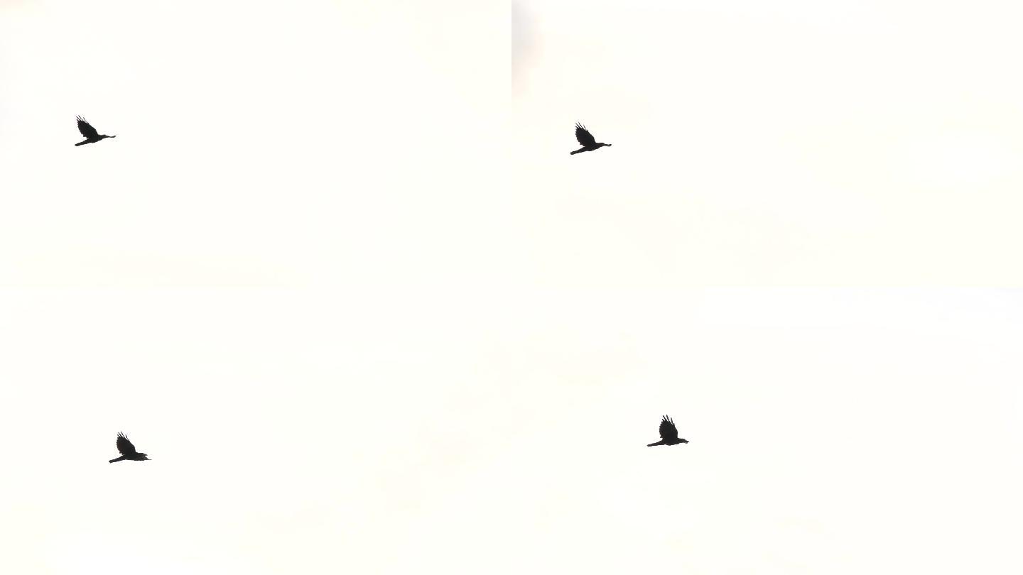 乌鸦鸟飞行的慢动作