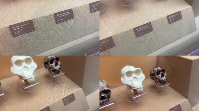 山顶洞人北京人猿人骨骼化石 (5)