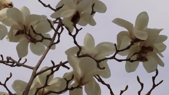 盛开的白色玉兰花花瓣花朵 (3)