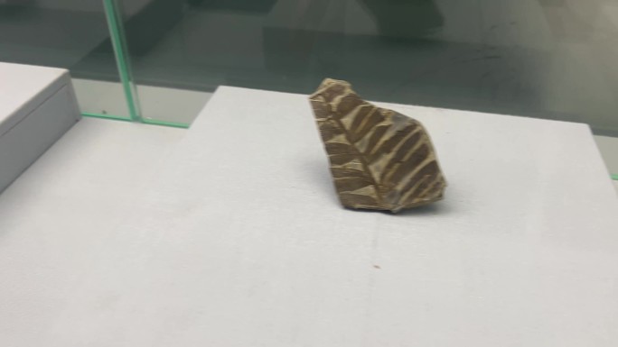 远古植物标本化石 (1)