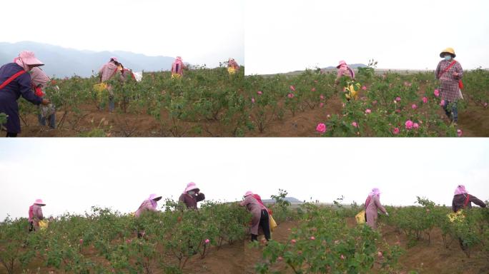 花农采摘玫瑰花实拍1080p视频素材
