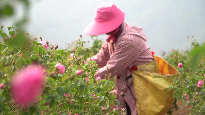 花农采摘玫瑰花实拍视频
