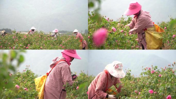 花农采摘玫瑰花实拍视频