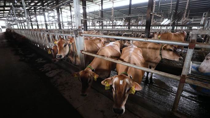 生态奶牛养殖场空镜