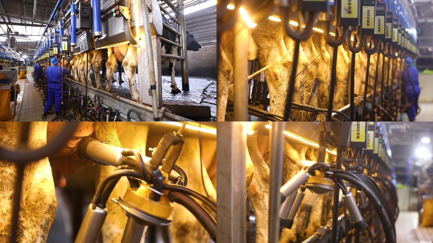 实拍奶牛牧场机器智能挤奶4