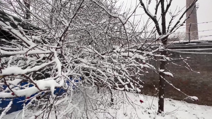树枝上的积雪雪松落雪 (2)