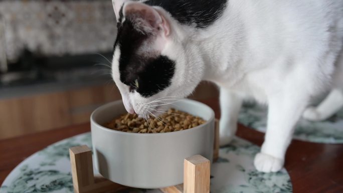猫吃干猫粮土猫