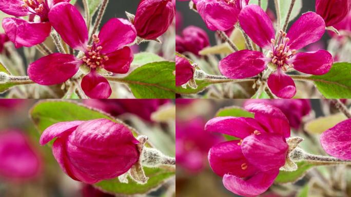 紫色王子海棠花在延时视频中盛开。