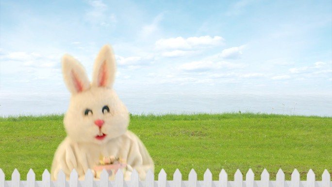 复活节兔子礼物野生动物小白兔