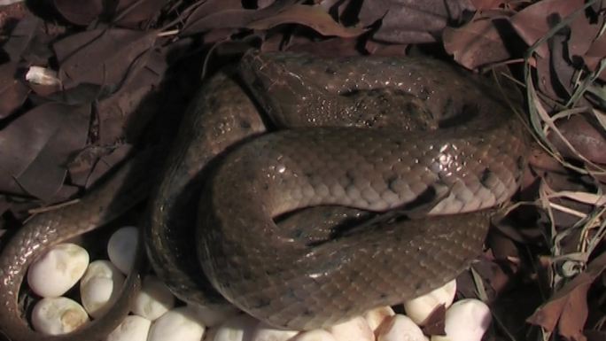 蛇卵孵化率冬眠