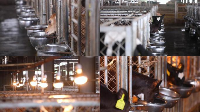 生态奶牛养殖场幼牛养殖空镜合集