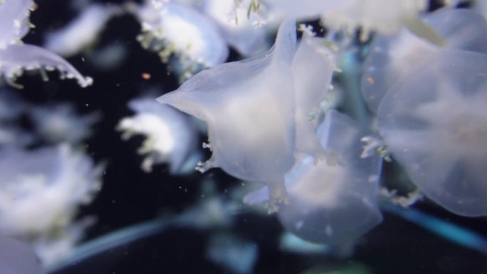 漂浮的倒立水母触角海蜇 (7)