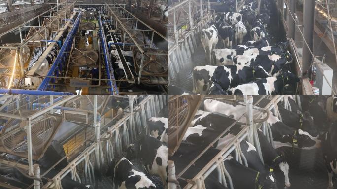 实拍奶牛牧场机器智能挤奶