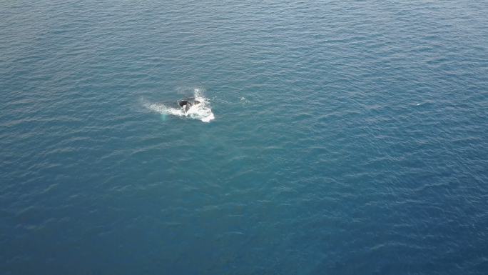 上图：鲸鱼在毛伊岛海岸外出没