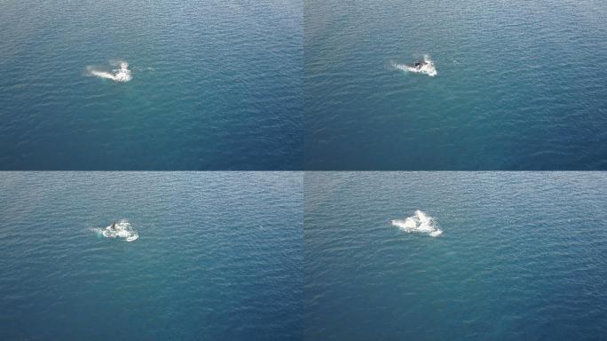 上图：鲸鱼在毛伊岛海岸外出没
