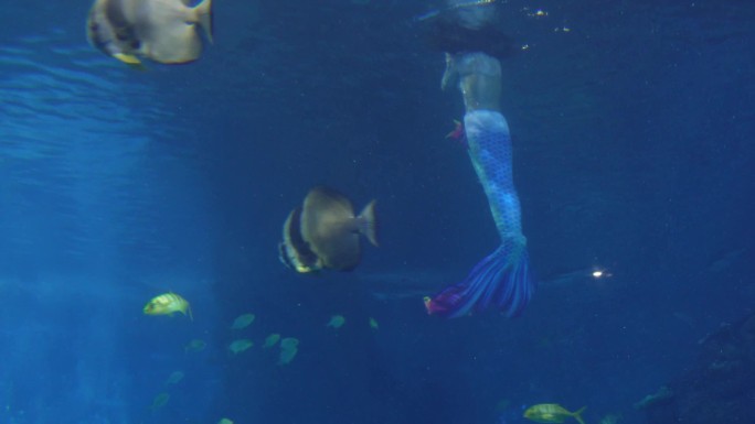 热带鱼观赏鱼深海鱼海洋馆 (1)