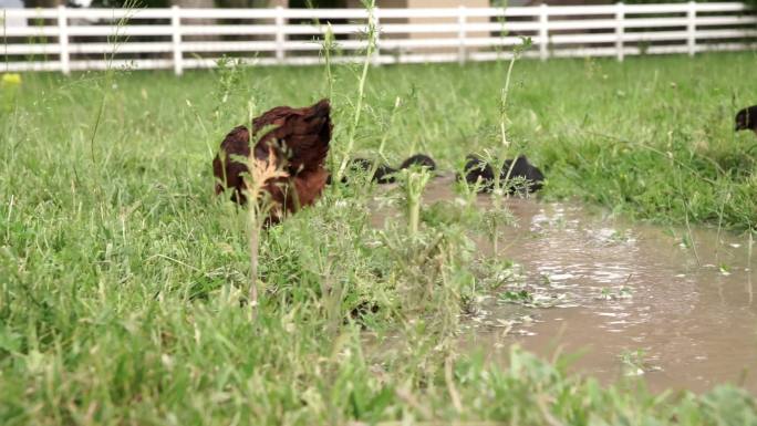自由放养的鸡在田野里觅食