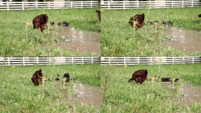 自由放养的鸡在田野里觅食